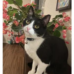 Lost Cat Lua