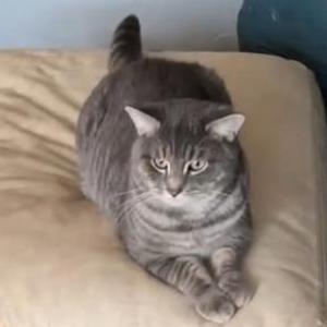 Lost Cat Nice Kitten (Riley)