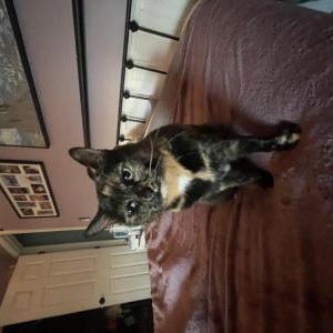 Lost Cat Gracie