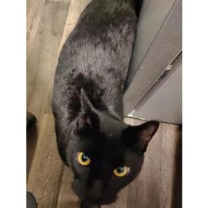Image of Shadow batman, Lost Cat
