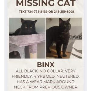 Lost Cat Binx