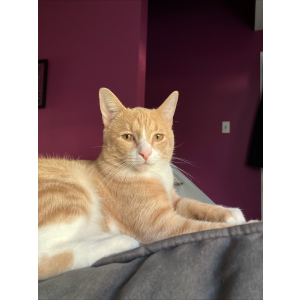 Lost Cat Simon