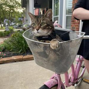 Lost Cat JoJo