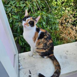 Found Cat unknown