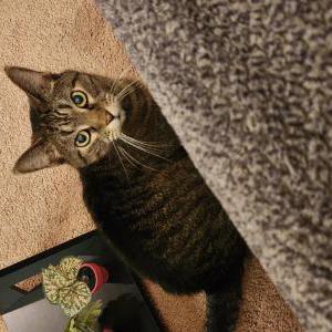 Image of Sweetie, Lost Cat