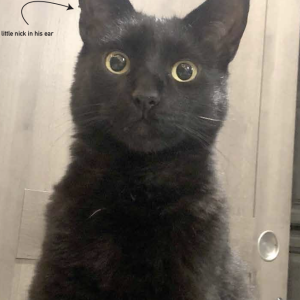 Image of TOCHI, Lost Cat