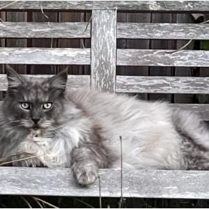 Lost Cat Ulysses