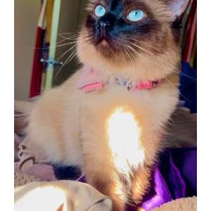 Image of Horchatita, Lost Cat