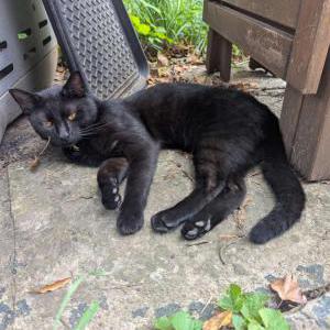 Image of Unknown, Found Cat