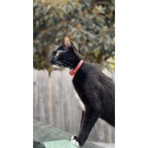 Image of Oliver, Lost Cat