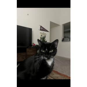 Lost Cat Blackberry