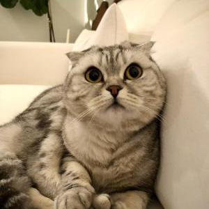 Image of Yum Yum, Lost Cat