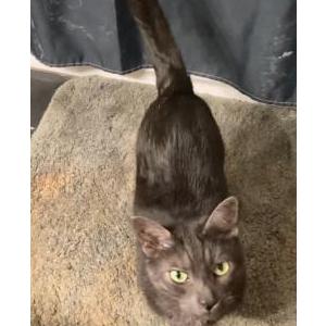 Image of Rufus, Lost Cat