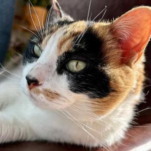 Lost Cat Chickpea