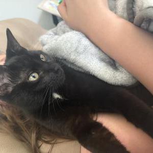 Image of Tomlin, Lost Cat