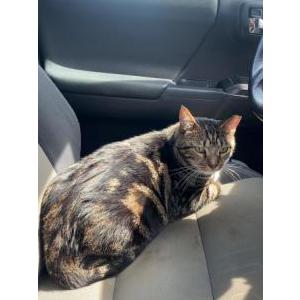 Lost Cat Tai Lung