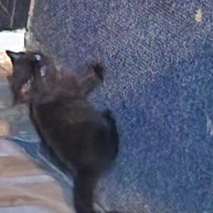 Image of Unknown, Found Cat