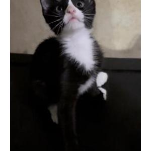 Image of Beans, Lost Cat