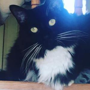 Image of Maryjane, Lost Cat