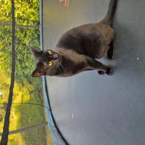 Lost Cat Ash