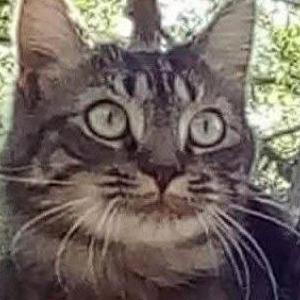 Lost Cat Nala