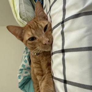 Image of Unknown, Lost Cat