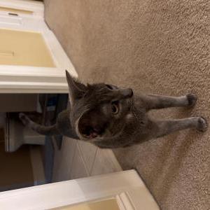 Image of Mew  (Qi-Qi), Lost Cat