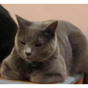 Image of Mochi, Lost Cat
