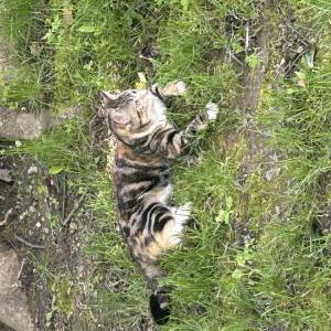 Lost Cat Sassy