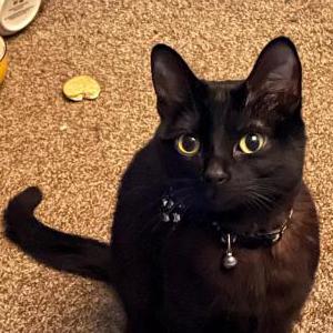 Lost Cat Salem