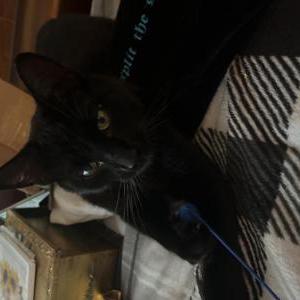 Found Cat Unknown