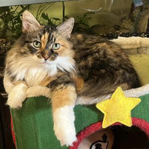 Lost Cat Cleo
