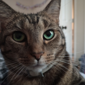 Lost Cat Nubs