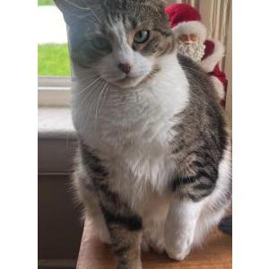 Image of Rain, Lost Cat