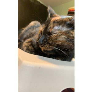 Image of Mina, Lost Cat