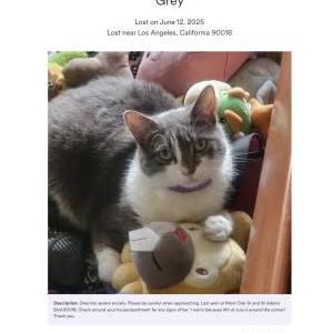Lost Cat Grey