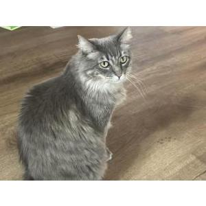Image of Coco, Lost Cat