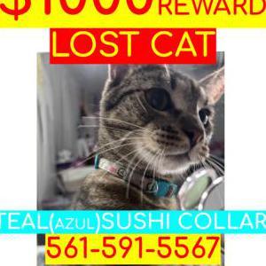 Lost Cat Izzy