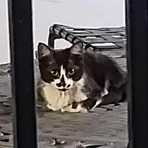 Image of Ziggy, Found Cat