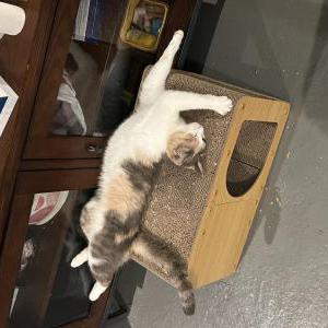 Image of Bella, Lost Cat