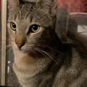 Image of Boots, Lost Cat