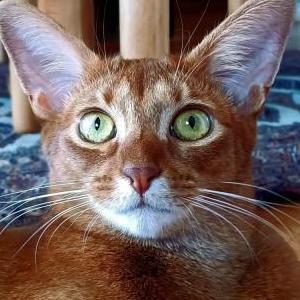 Lost Cat Layla