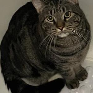 Lost Cat Mr. Randolph