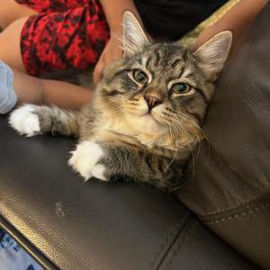 Image of Mango, Lost Cat