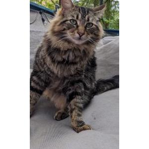 Lost Cat Cannoli