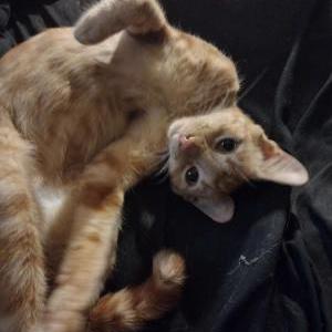 Lost Cat Bruce