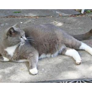 Image of Buster, Lost Cat