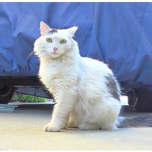 Image of Mama Kat, Lost Cat
