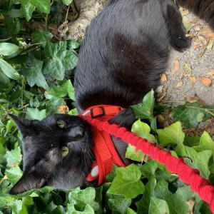 Image of Mufusa, Lost Cat