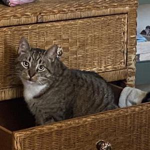 Image of Tiger, Lost Cat